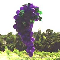 a 6 foot tall bunch of zinfandel grapes for a wine tasting event